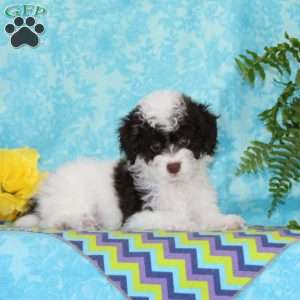 Candy, Toy Poodle Puppy